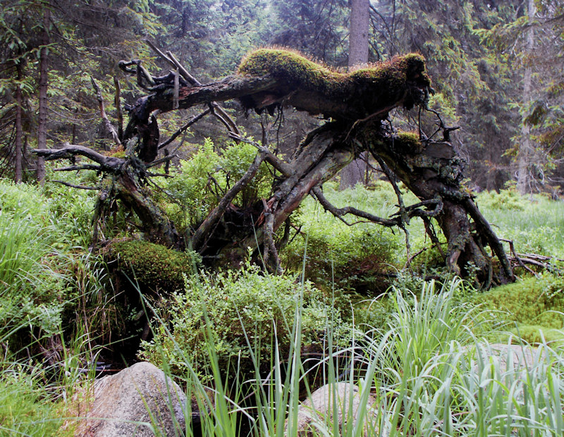 mystische Landschaften